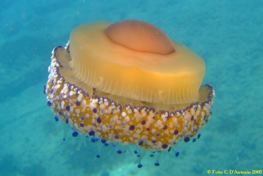 Cotylorhiza tuberculata e Pelagia noctiluca malformata